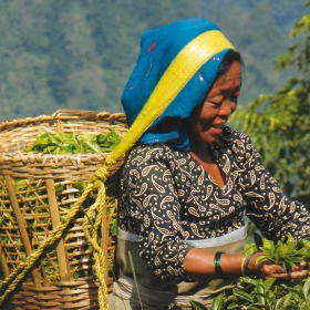 Jardins de thé de Darjeeling