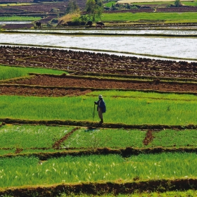 rizières des haut plateaux, Madagascar